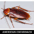 Roach.jpg